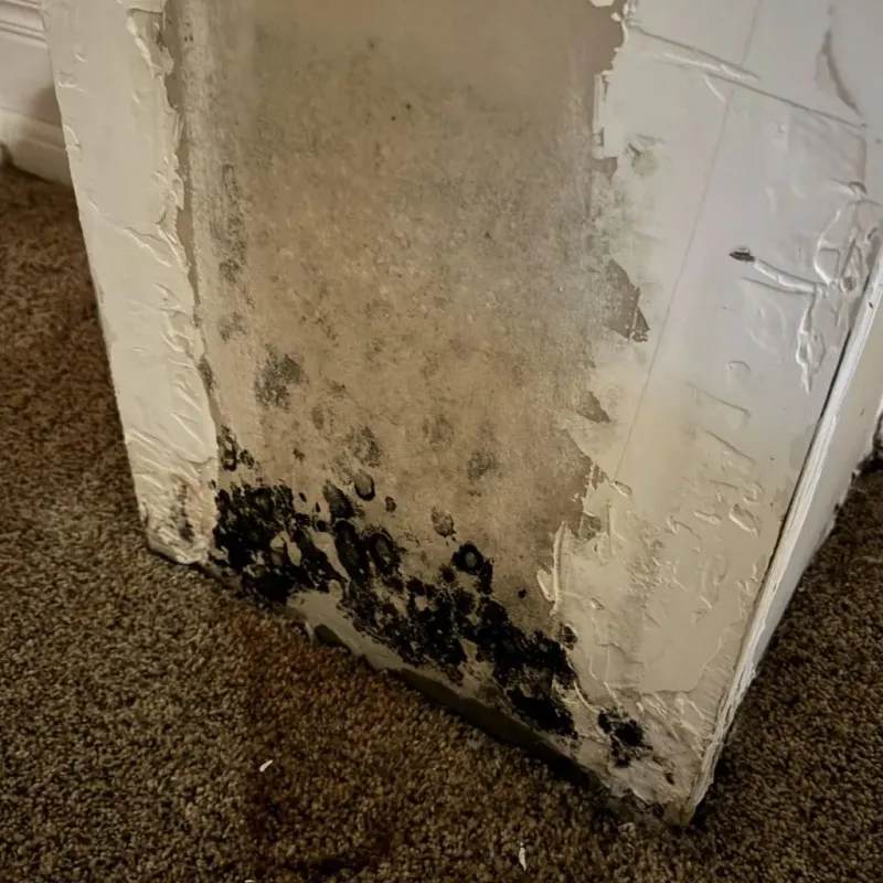 Professional Mold Removal in Hooks, TX